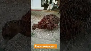 Pakistani pheasant😍 #pheasant #pakistani_pheasant #ringneckedparakeet #shorts #birds #قرقاول #پرنده