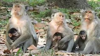 Three Babies Of Monkey Amari Troop Are So Cute BUT Unlucky Cos They Are So Feared Without Leader