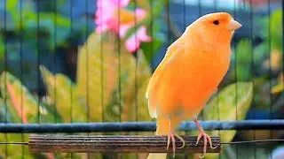 Canto lindo em HD do canário-belga — perfeito para treinar e estimular o acasalamento! 188