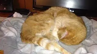 Flash Nap