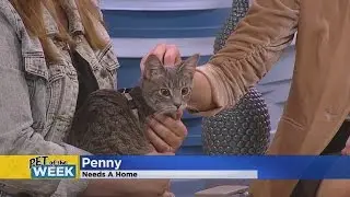 Meet Penny, Our Pet Guest Of The Week!