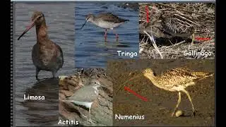 Formation Ornitho Limicoles leçon 2 (2020)