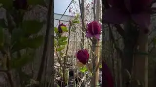Відео огляд цвітіння магнолії 