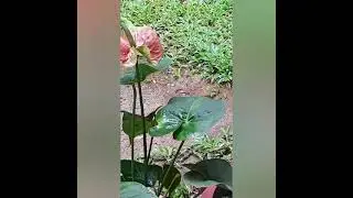 flowers | plants | birds | animals | free | nature | free world#short