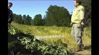 CAMP - Campaign Again Marijuana Planting 1993 Raid