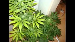 Smoke Weed Every Day instrumental