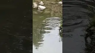 Salmon is back! #canada #nature #wildlife #meditation #fish #salmon
