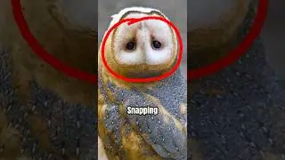 How an Owl Can Spin Its Head Without Snapping Its Neck