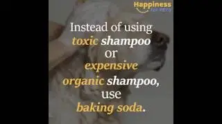 baking soda for pet owners