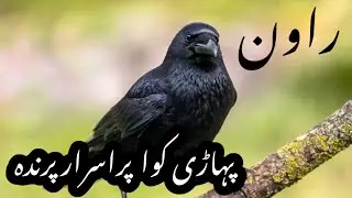 پہاڑی کوا | دنیا کا سب سے ذہین پرندہ | Common Raven Facts in Urdu | پہاڑی کوے کی حیران کن باتیں
