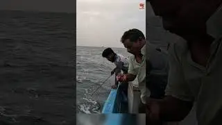 Catching King Fish Using Ribbon Fish as Bait #fishing #fishingvideo #fishingtime