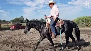EL CAMINO AL FUTURITY VIP - Capítulo 10 (Parte 4)
