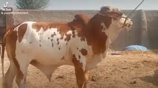 Imran Cattle Farm beautiful bool #cow  #animals