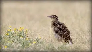 Western Meadowlark (Sturnella neglecta)