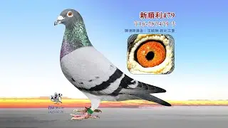 【陳律鴿舍-全舍拍賣】T16-287479