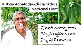 అడ్డ సరం(Justicia Adhatoda - ఆకుల రసం మూసుకు పోయిన  