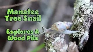 Manatee Tree Snail Explores The Wood Pile