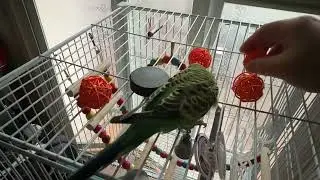 My budgie has a girlfriend now