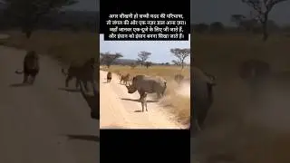 देखिए कैसे एक गैंडा ने एक छोटे जानवर मदद की #shorts #viral #video