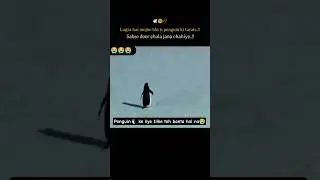 The Silent End of a Penguin 🐧💔 #Penguin 🐧#TheSilentEnd #SadStory 💔