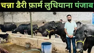 चन्ना डेरी फार्म लुधियाना पंजाब से खरीदे गए पशु #dairysolutionbysatish#baffalo#dairybusiness#cow