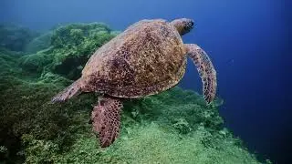 Atlantis Paradise Island – Winner of the Virtuoso Protecting the Planet Award