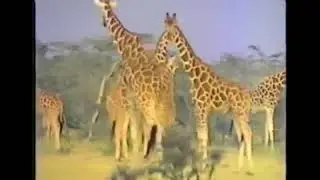 G is For Giraffe