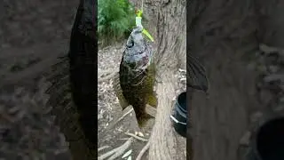 A lot of blue Gil and a lot of  Croppie ￼ bars canal