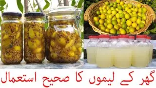 Lemon Achaar | Lemon Juice | Home Grown Lemon Uses | لیموں کا اچار | Lemon Home Grown Used Well