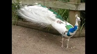 Peaccok | Green java | Peacock Voice | Mor | Peacock Sound | Zoo Network