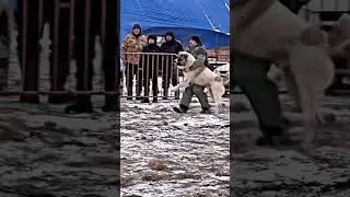 Most Danger Dog Fight ⚡🐕&zwj;🦺 #dogaggression #Dogfight #kangal