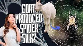 How Transgenic Goats Unleashed the Silk Revolution The Dramatic Saga of Spider Silk Production