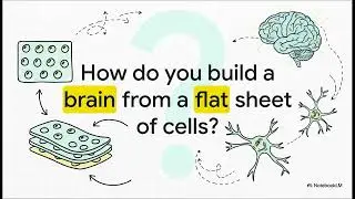 Development of the Nervous System | Embryology of Nervous System Explained in 6 MINUTES