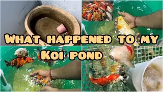 🤯BUILDING a KOI fish POND🐠|🤩TEMPORARY pond SET 🆙 | EXOTIC & AMAZING koi INDOOR pond #tamil