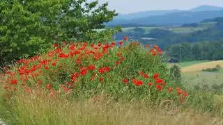 Meadow with Wildflowers: Healing Music With A Sunlit Meadow Filled With Colorful Wildflowers