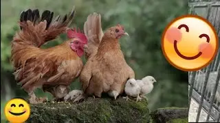 Kurak Wali Murgi k Chick 🐣 | Pet Vlog | PET WITH FUN
