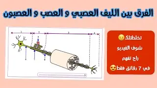 الفرق بين الليف العصبي و العصب و العصبون✔مهم جدا جدا👌🏻