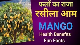 Mango Magic! Health Benefits and Fun Facts #trendingvideo #viralvideo #mango #mangotree #healthyfood