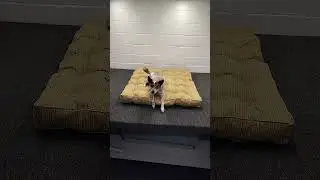 Making Dog Beds featuring Piper the Texas Heeler #dogbeds #heeler