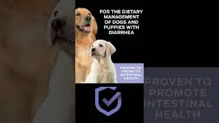 Powder or Chewable Probiotic Dog Supplement #shorts #Supplements