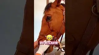 🐴 Bir AT Neden Ağlar 🥺💧😍