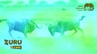 Zuru Na KWS - Crestwood Marketing Campaigns