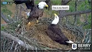 Intruder Showdown - Pa Confronts Intruder - Part Two - Berry Bald Eagle Nest - Dec 14, 2019
