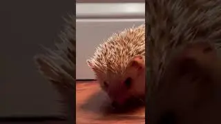 CUTE HEDGEHOG right after her bath