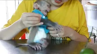 Monkey Baby Donal Cry Loudly Not Want Ware Shirt