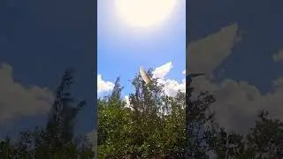 Bird flyby at Oleta River State Park kayaking trails