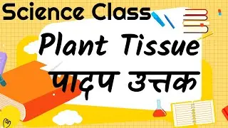 Plant Tissue (पादप उत्तक) | Type of tissues in hindi | पादप के प्रकार हिन्दी में। #StudyCircle247