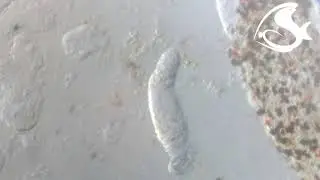 Gyrodactyliasis