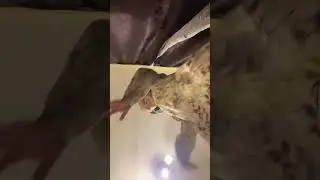 Танец #dance #миланахаметова #друзья #топ #funny #comedy #artist #танцы #music #тренд