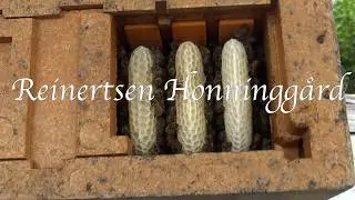 Dronningproduksjon - Dronning settes i avlegger